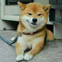 人瘦凋猪颜