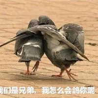 我只是鸽子呀