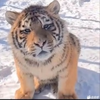 摆烂的阿屠