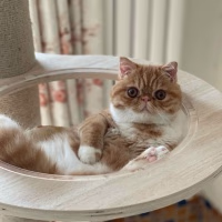 馋嘴小猫咪